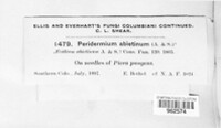 Peridermium abietinum image